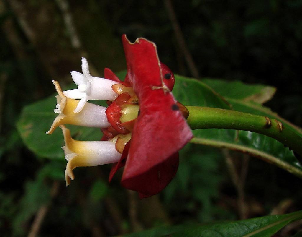 长相独特的嘴唇花，播种栽种原来都是如此简单，没料到