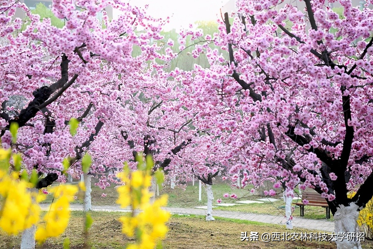 西北农林科技大学硕士研究生调剂信息（含预计调剂专业信息表）