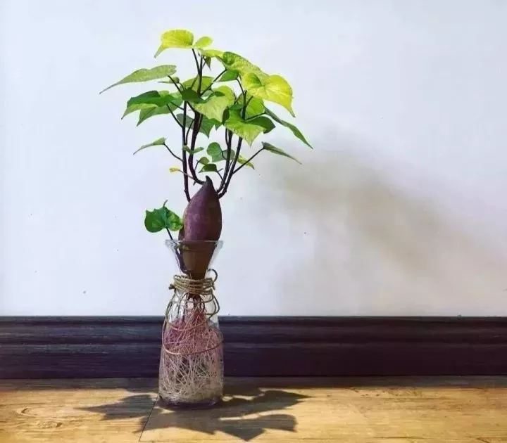 红薯板栗除了吃还能用来当景观！好百邻保洁阿姨这招太实用了