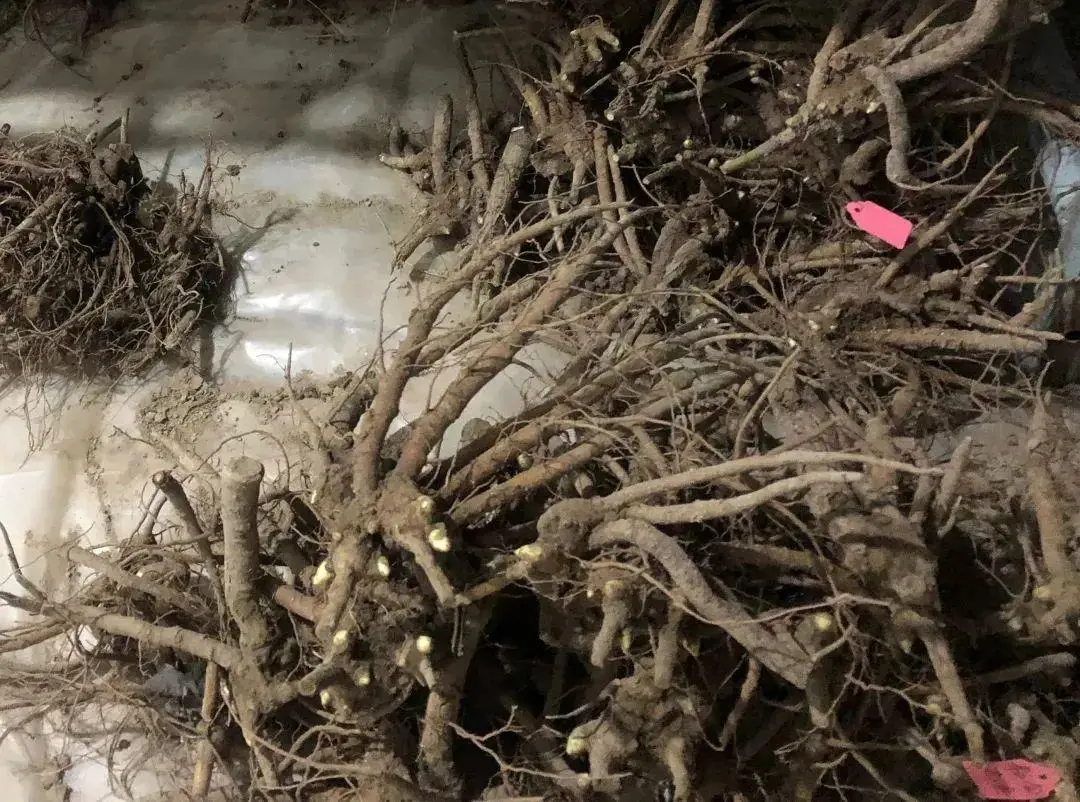 芍药花什么时候开花（芍药种植方法和时间）