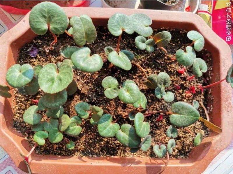 播种时间到,立秋后撒下去,冬春就开花