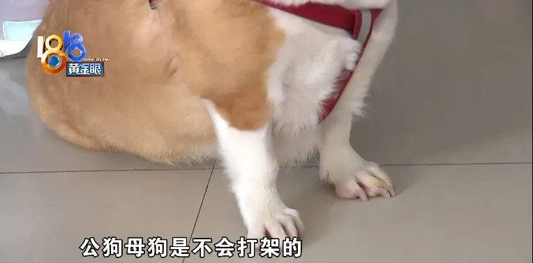 “柯基”头皮被撕咬,遛狗也要讲方法