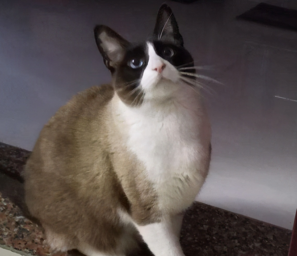 Snow boot store cat