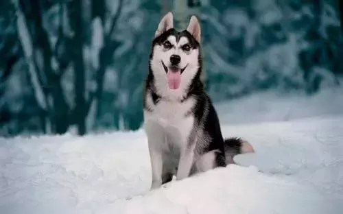 这是公认的最聪明犬种!三分钟看完牧羊犬喂养指南