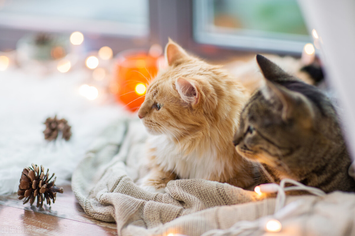 猫传腹病因揭秘：一种由冠状病毒变异引发的致命疾病