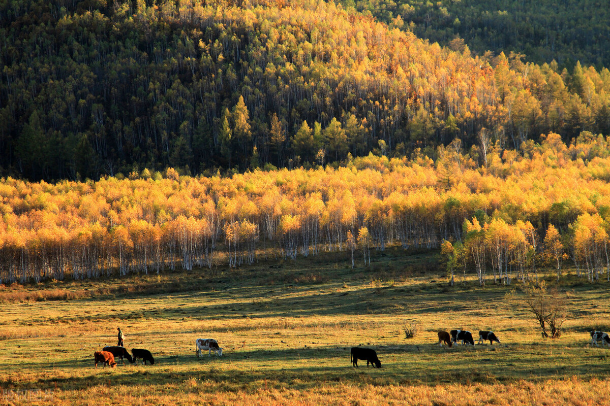 国内最美的秋色都在内蒙古，这个秋天一定要打卡，错过再等一年插图6