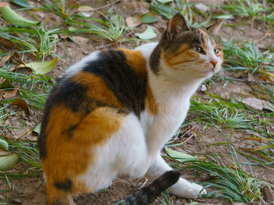 并非如此,猫咪本质实为独居动物_宠物网- 为您提供最全面的宠物资讯和