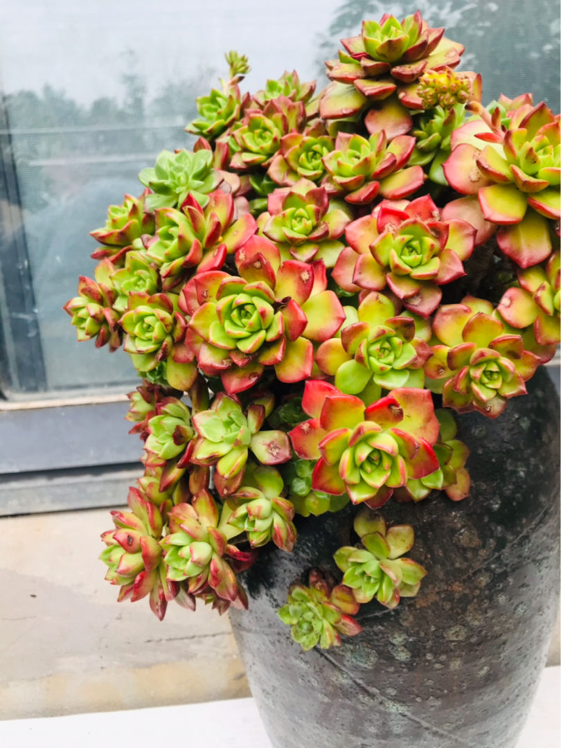 新手养多肉，打好基础是关键，5个要点要记住