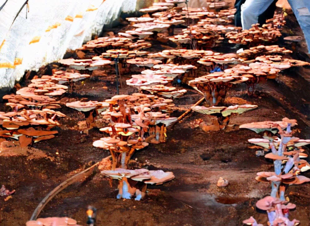 辽宁旅游：抚顺匆匆行散记（图）