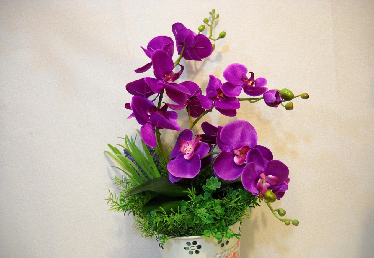 该怎么养蝴蝶兰催花?满足这5个条件,植株开花又多又美