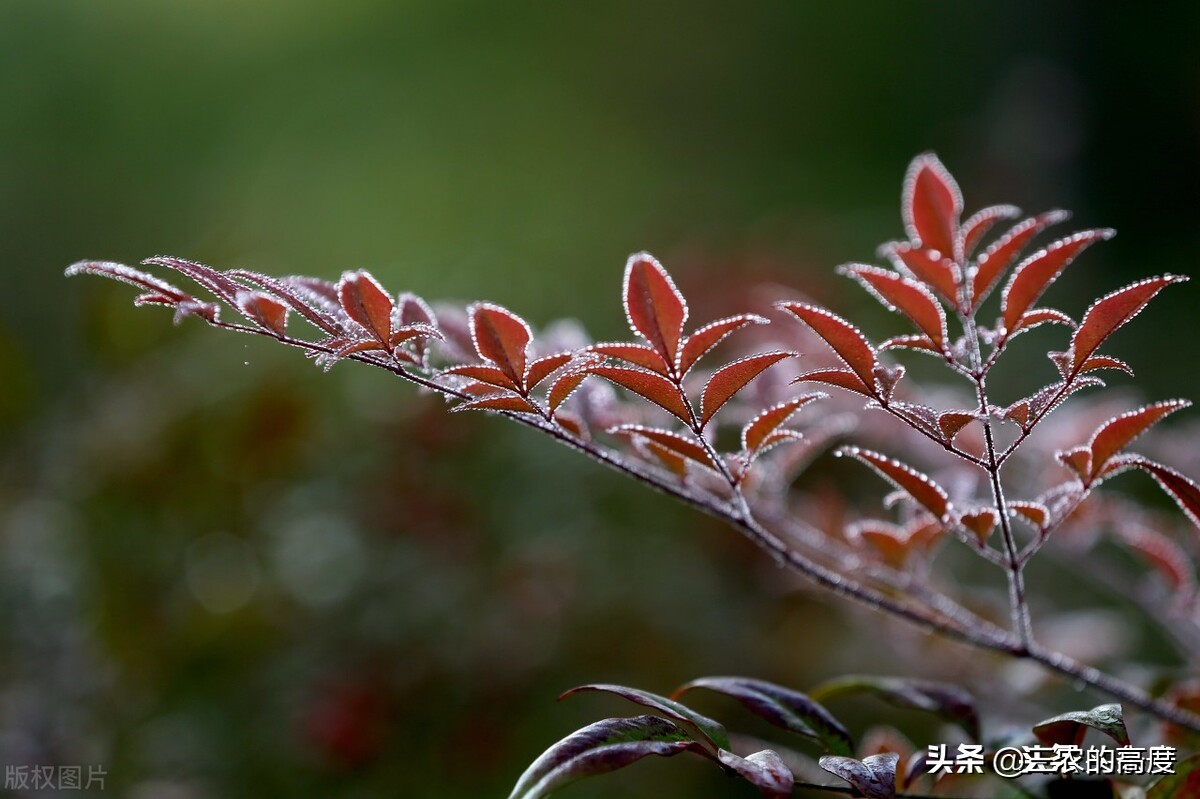 今日霜降，今年冬天雨雪多吗？看霜降节气的谚语怎么预兆