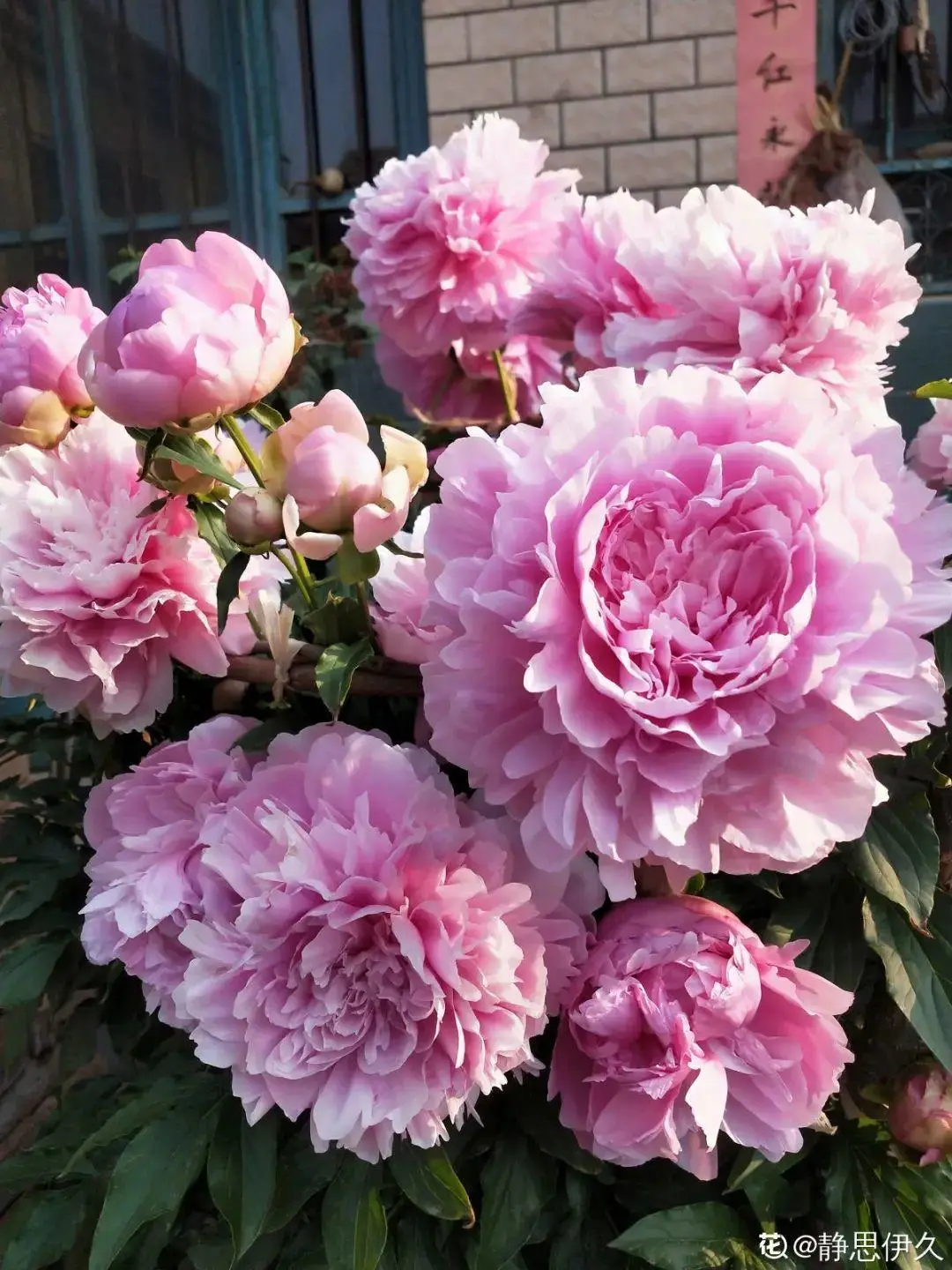 芍药花什么时候开花（芍药种植方法和时间）