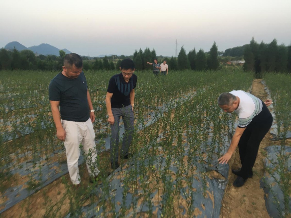 柑橘红 茶叶香 黄石阳新特产服务中心服务农户赋能乡村振兴