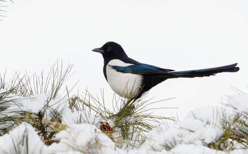 实在是太容易让人把它们和厄运联系起来了,相反喜鹊的叫声就比较柔和