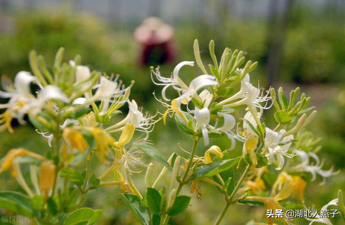 65种野菜图片大全，教你认识不同的野菜和吃法，你想要的野菜都有