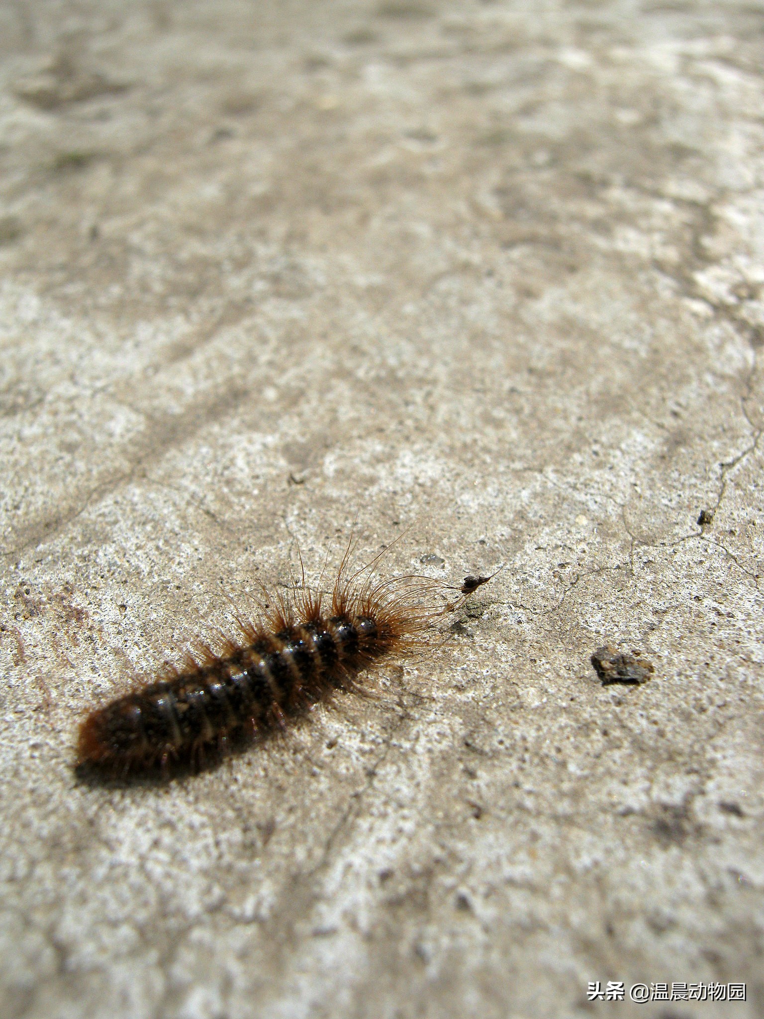 辟谣 不认识的动物看名字就能猜到种类 有时候还真不一定能猜对1 藤壶2 皮蠹3 鼠妇4 马陆5 南猊6 西猯