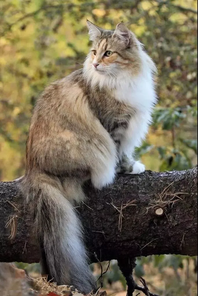 猫咪品种大盘点12:挪威森林猫