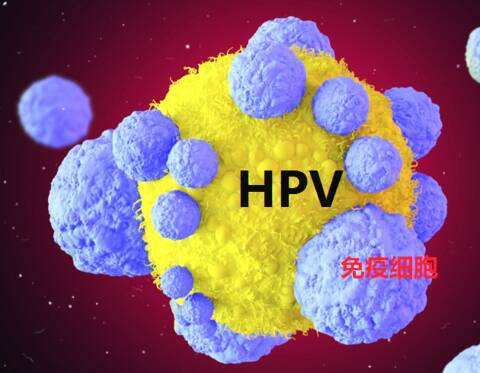 实用贴：宫颈HPV阳性的几种转阴方法