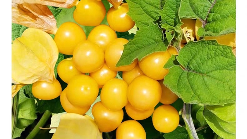 悠悠果怎么吃哪部分「图文」 -骁龙网