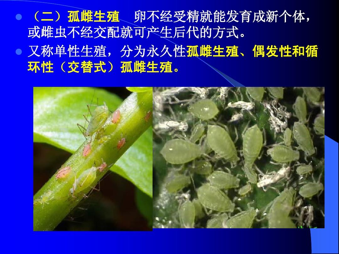 鲨鱼是胎生还是卵生鲨鱼为什么不是鱼类