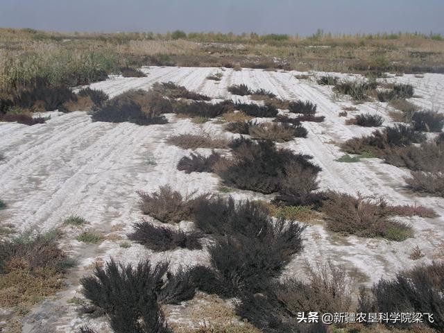 农田盐碱太高怎么办，什么肥料可以改善？