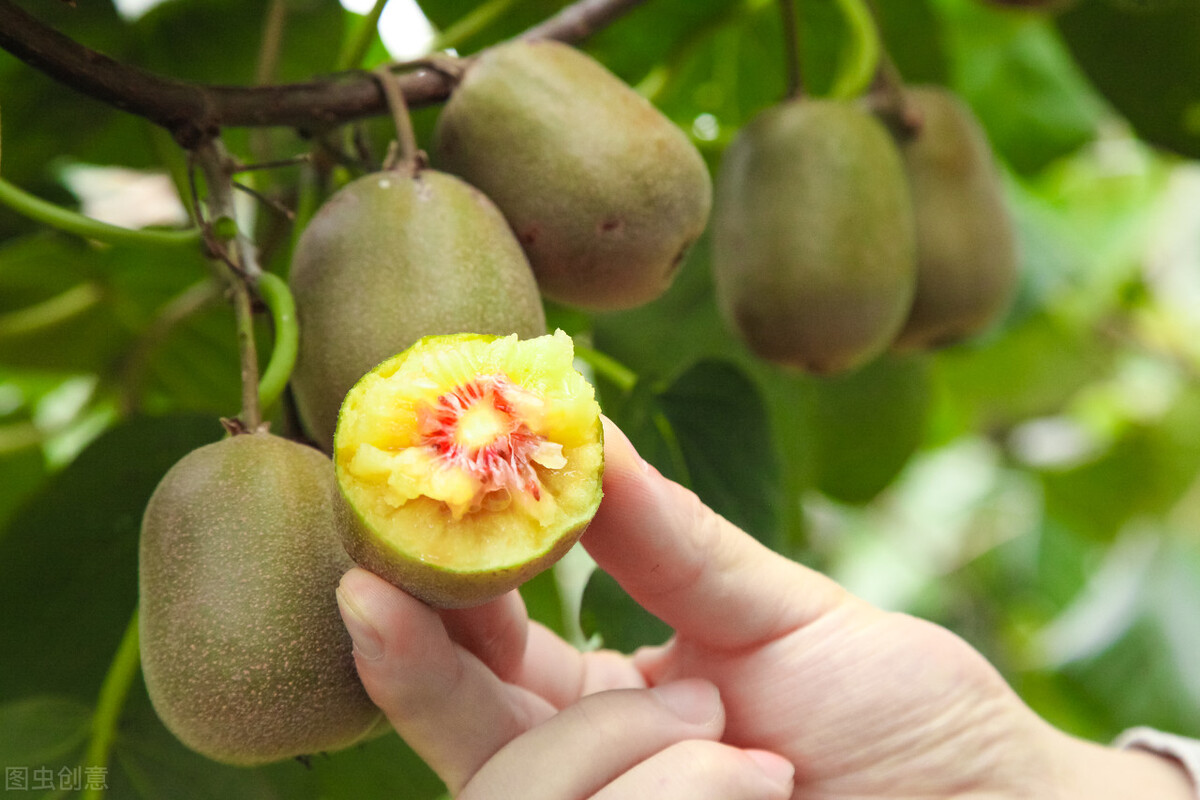 奇异果和猕猴桃是同一种水果吗，奇异果和猕猴桃的区别详解？