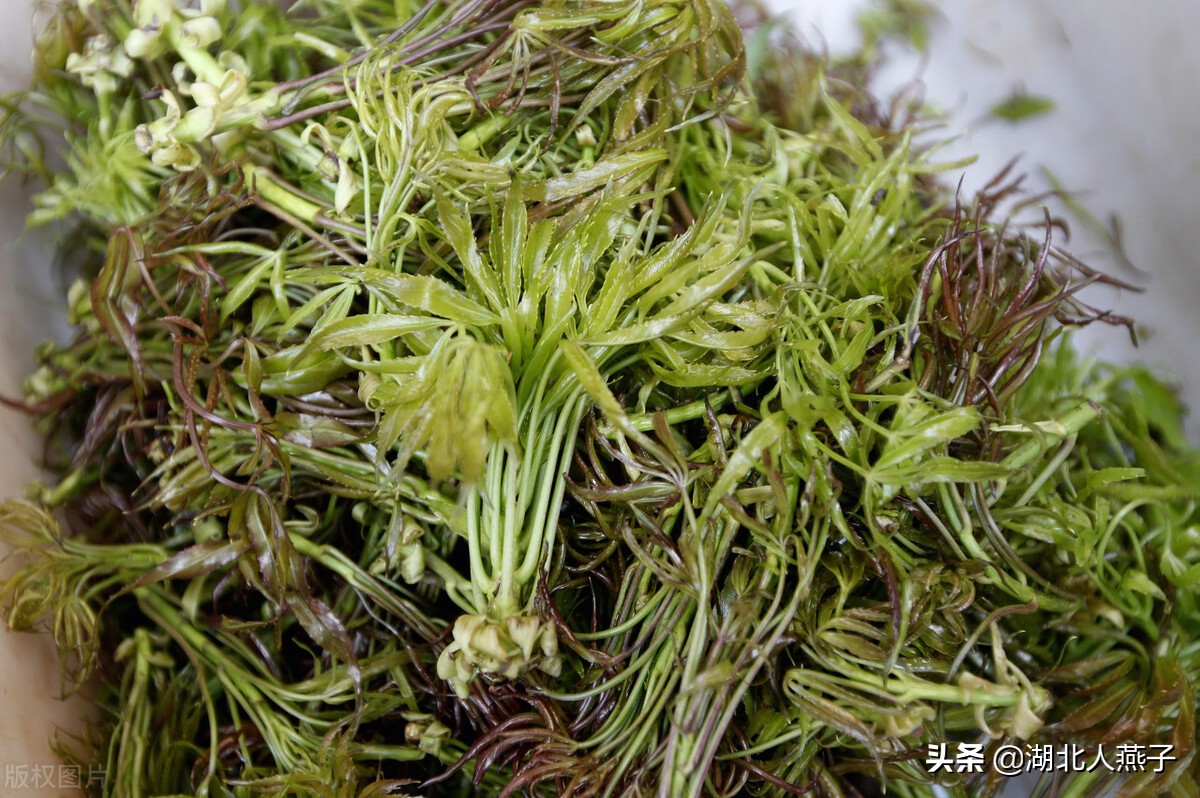 65种野菜图片大全，教你认识不同的野菜和吃法，你想要的野菜都有