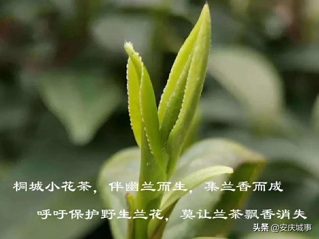 吾乡宝藏!桐城话,是沉淀在游子心中的难忘乡愁......
