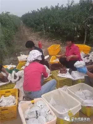 水果贵,因为“代办”把钱都赚了?真相在这,你有知情权...