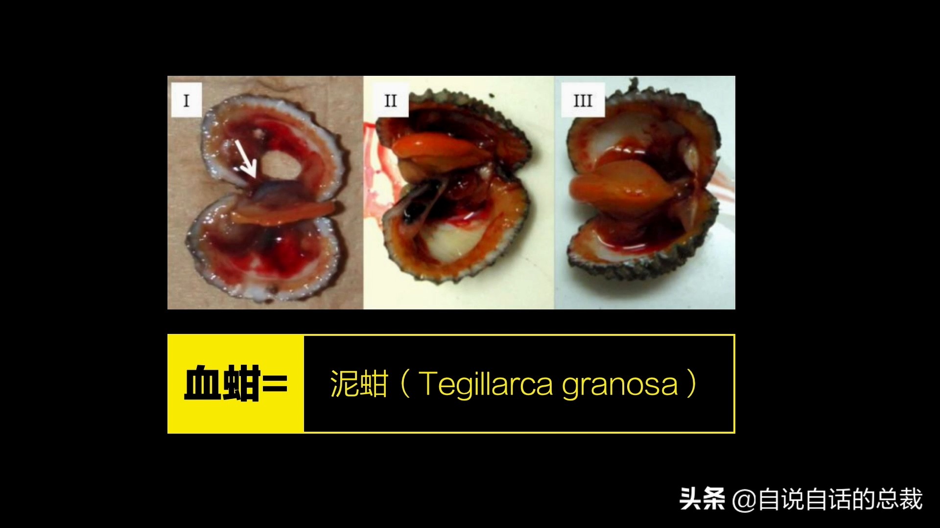 蛤、蚶、蛏、蚝、蚬有什么区别？这是一群美味海怪与人类的故事