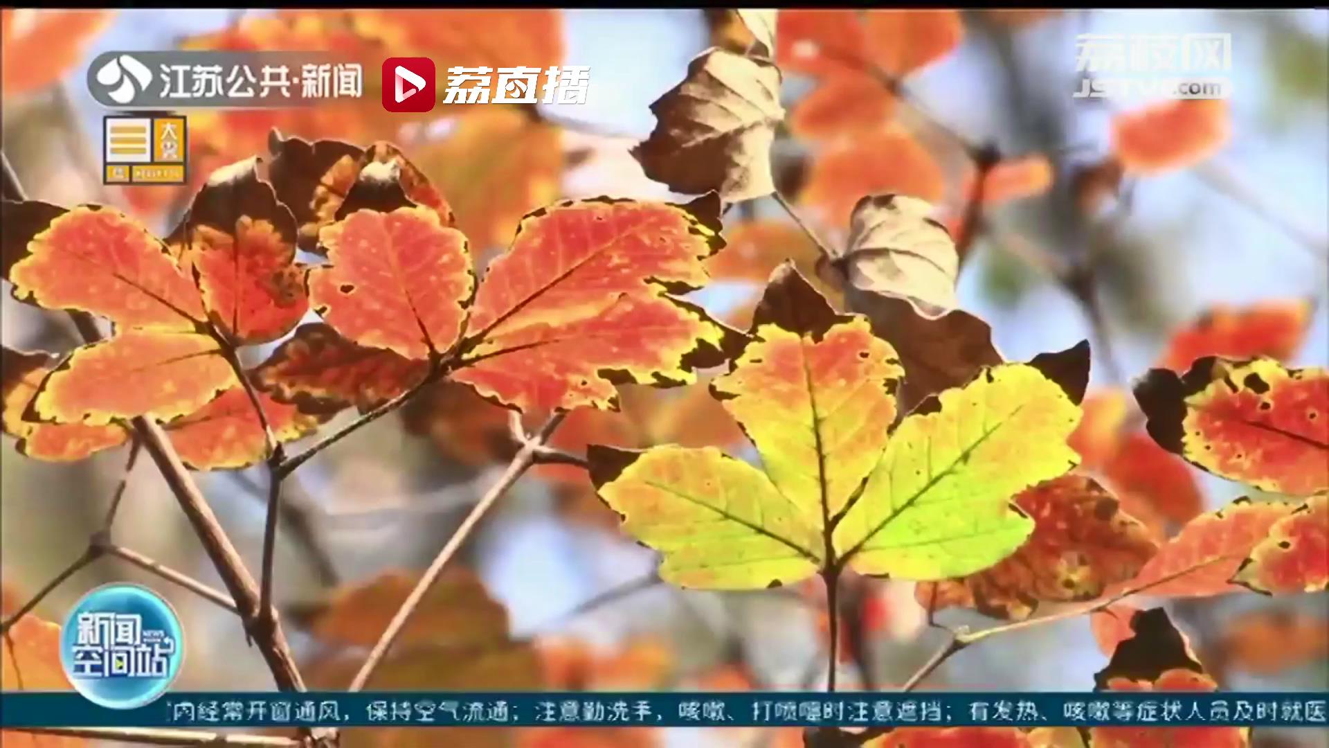 赏心悦目正当时！南京中山植物园红枫岗邀您来赏枫