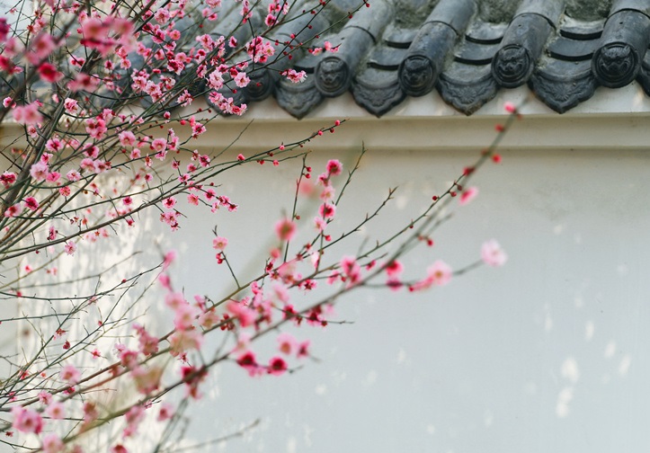 中国十大名花之首梅花珍稀品种权威榜单揭晓