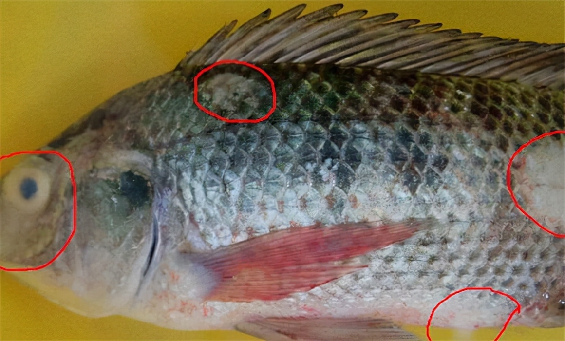 鱼车轮虫病有什么症状?鱼车轮虫用什么药有特效?