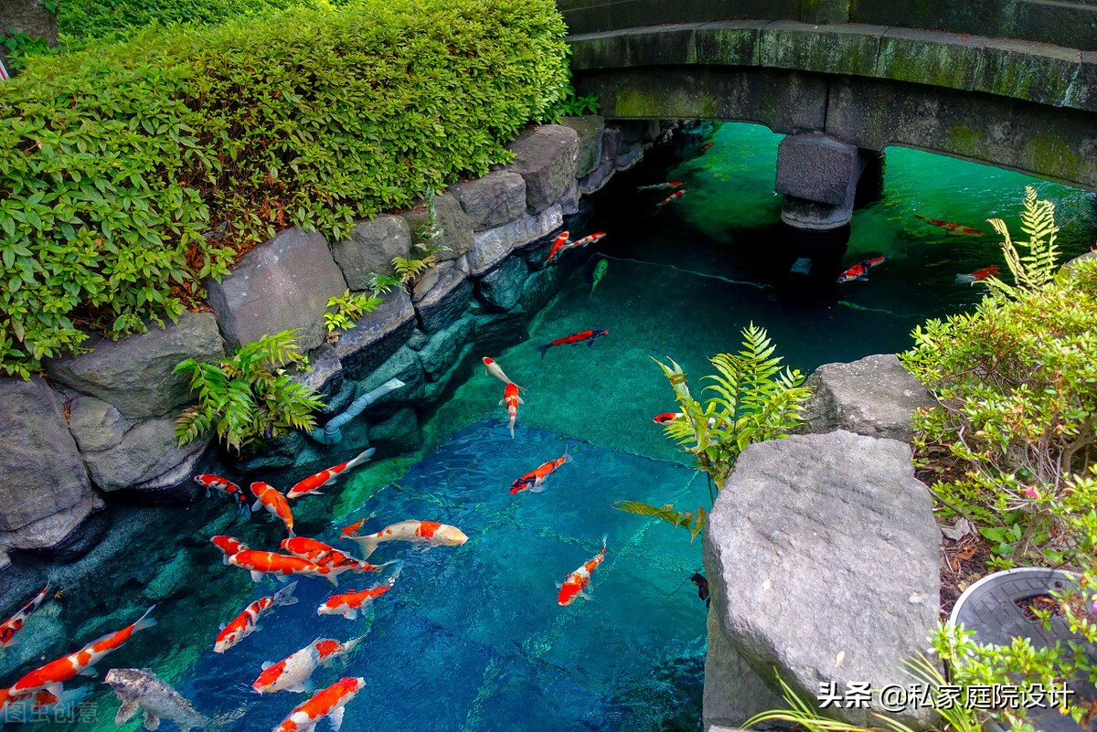 私家庭院设计——庭院锦鲤鱼池如何施工？