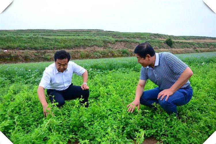 明年在农村种植什么，经济效益比较高？推荐一些