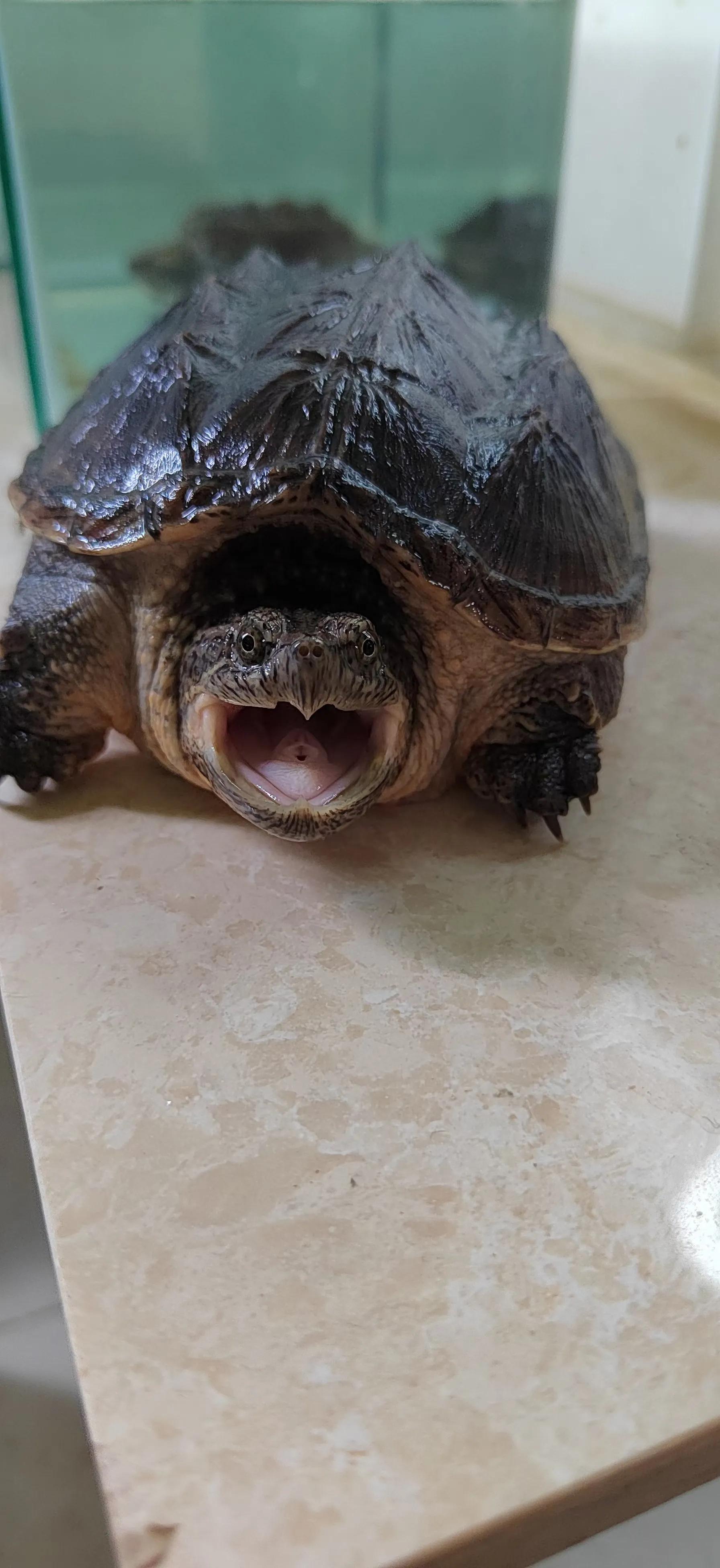 鳄龟是什么?好养吗?