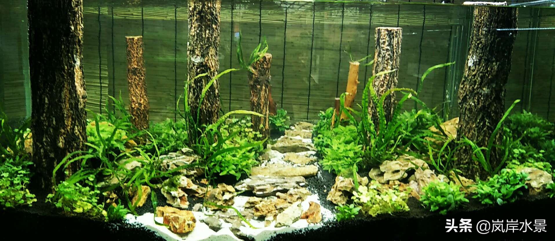 岚岸水景 简单丛林式水草缸造景风格特点及布局技巧 天天看点