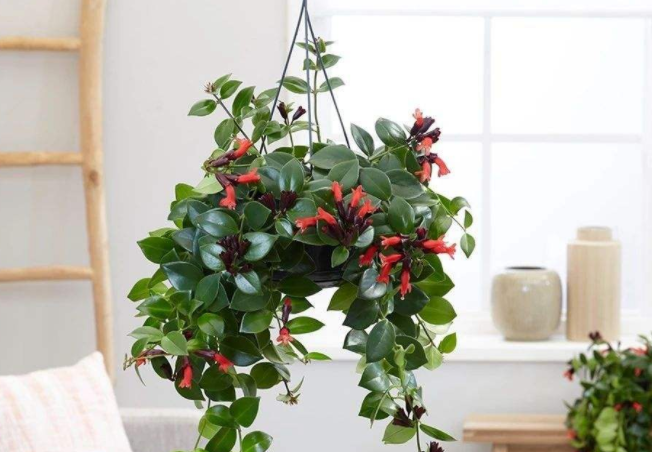 八角口红花烈焰红唇怎么养新手必看图文