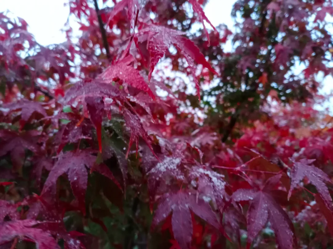 临沂下雪了！市政府办公室下发紧急通知
