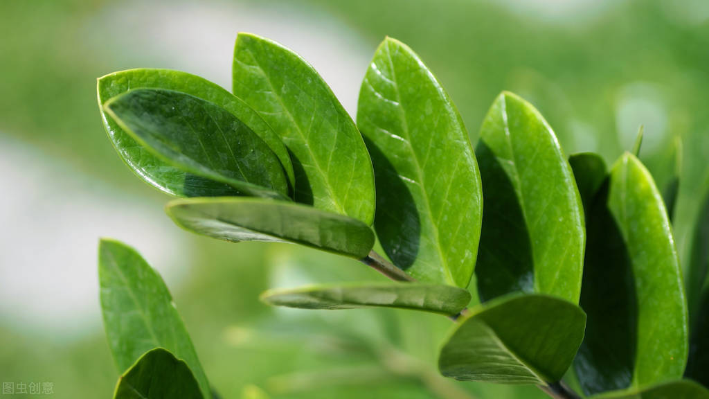 南方金钱树怎么养正确方法记得收藏