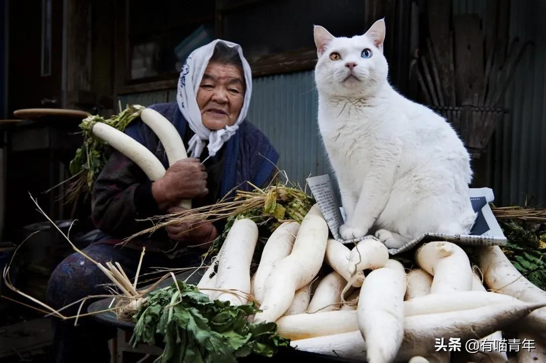 谢谢，福丸！再见，福丸