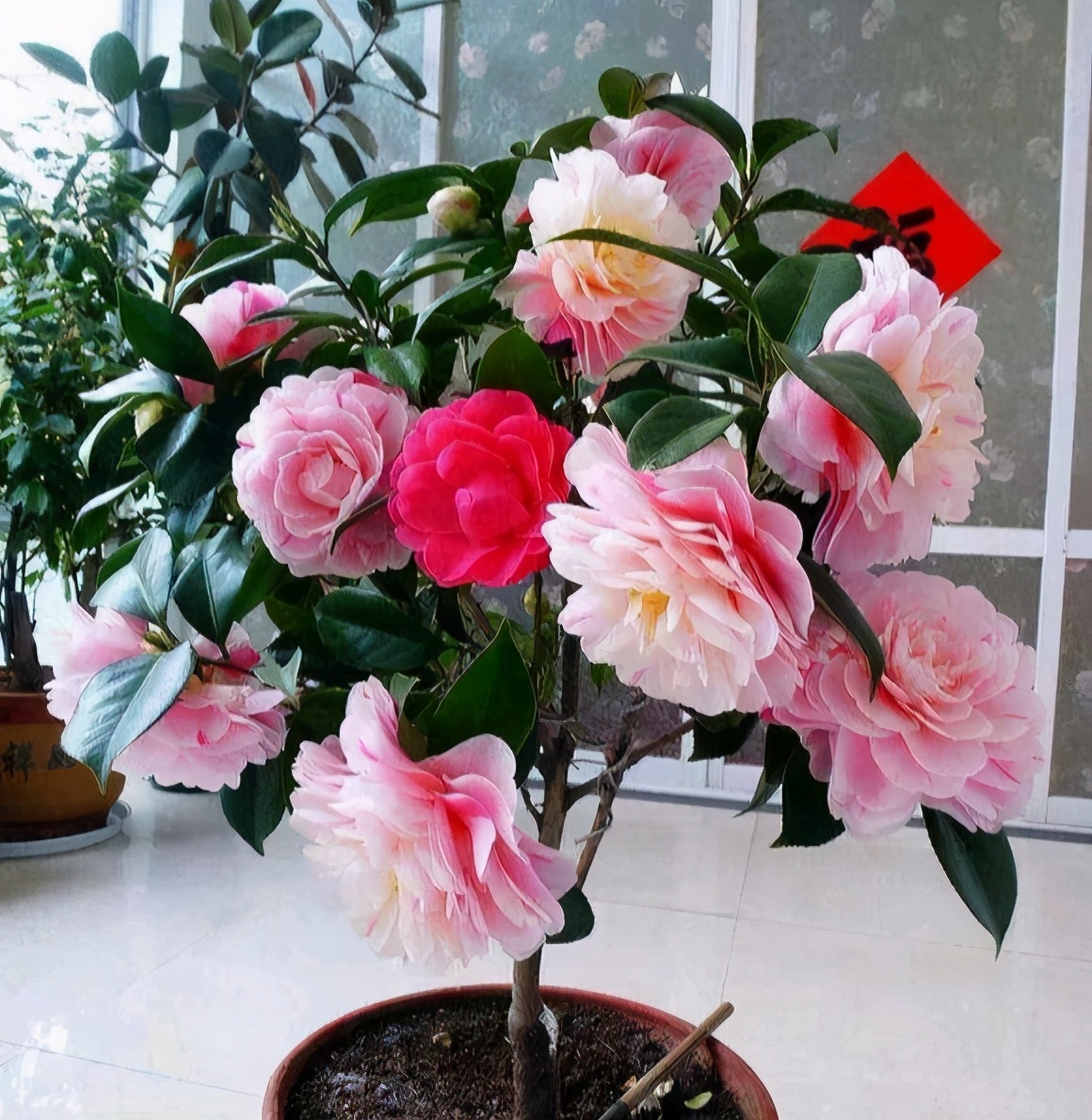 室内养茶花,躲开"三怕",叶片冒油光,开花娇滴滴,大如牡丹花