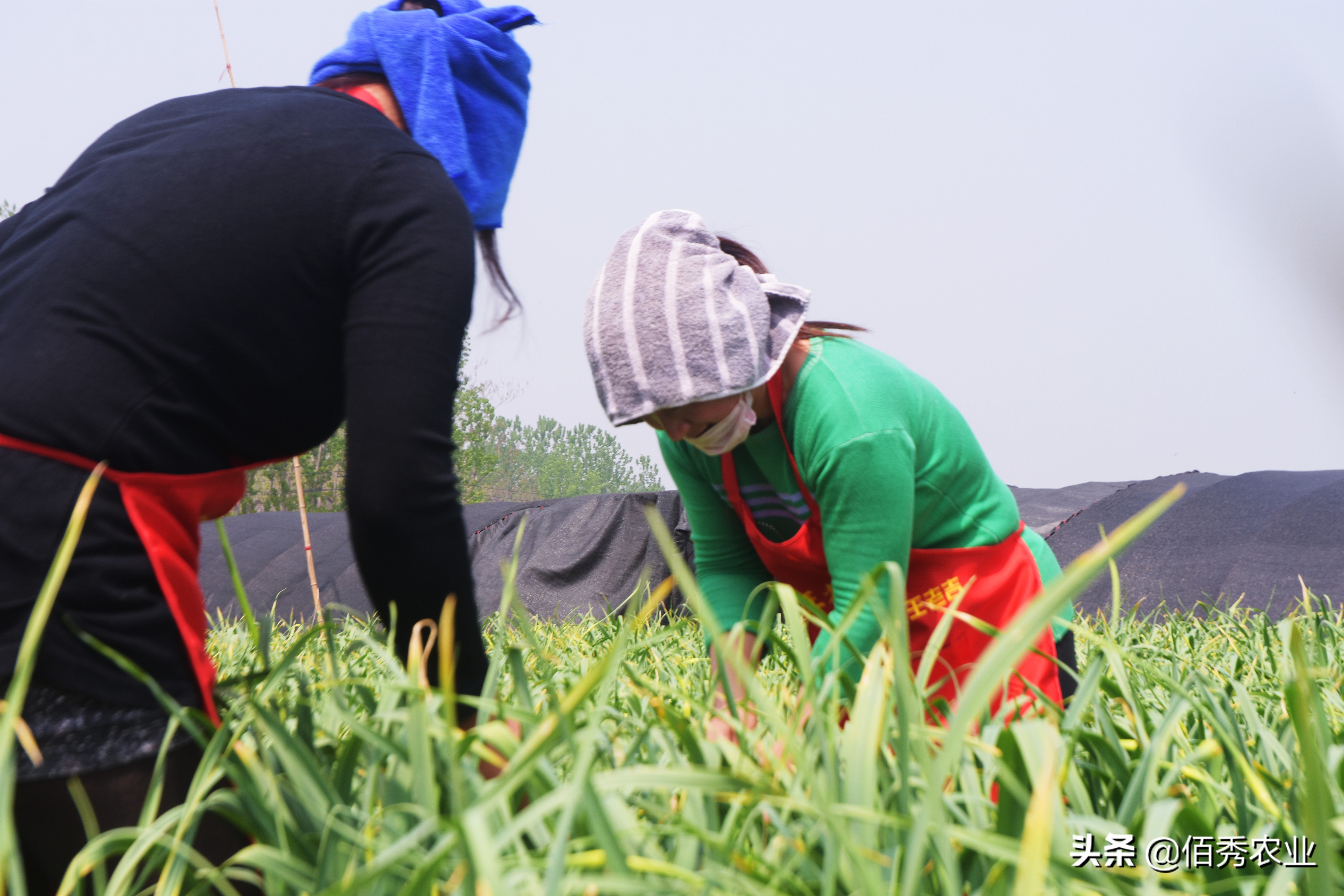 两步破解大蒜高产秘诀：高效种植方法大公开