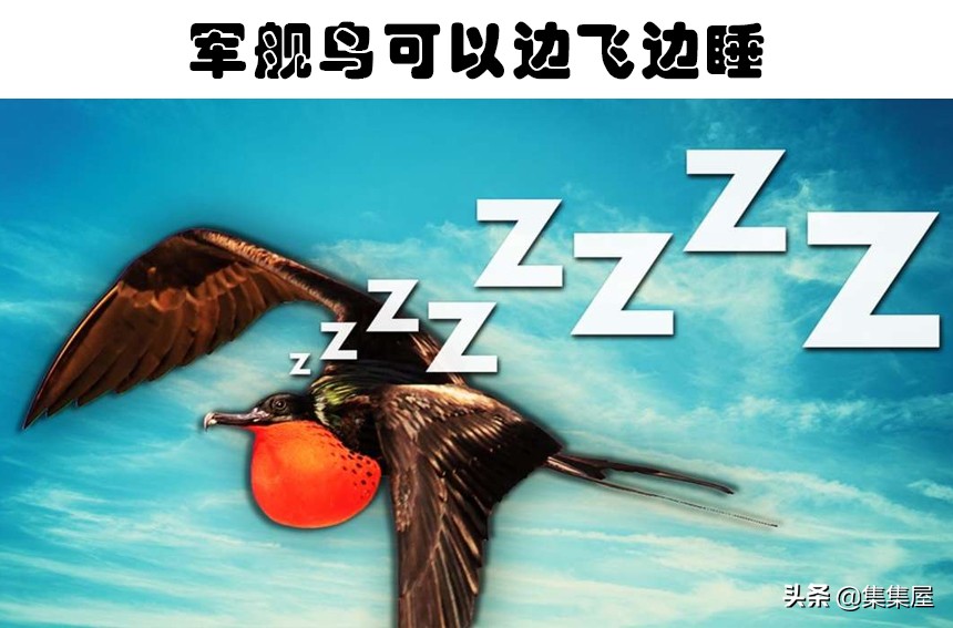 动物是怎么睡觉的？7种动物非常奇怪的睡眠方式