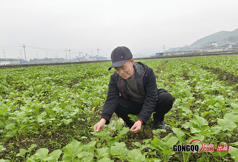 龚节东会长莅临南川油菜示范片指导