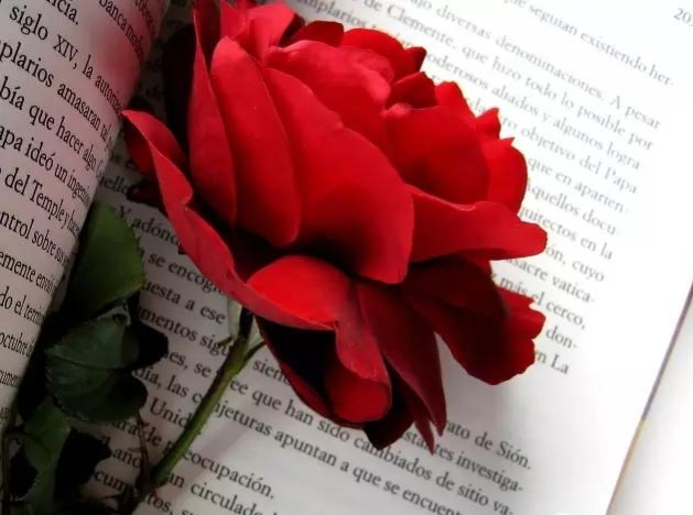 李春林散文：梦幻的玫瑰
