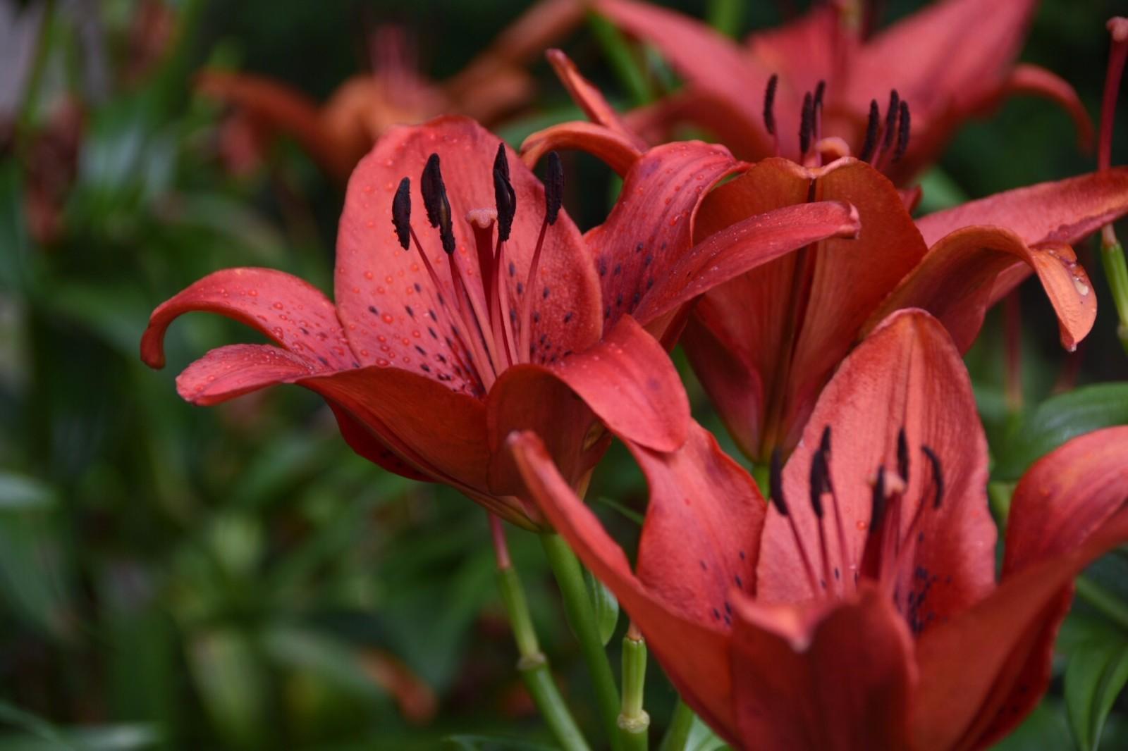 喜庆富贵,热烈奔放的百合花——红色百合花