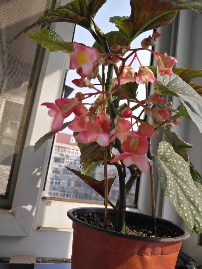 竹节海棠,优秀的室内开花植物,家里养一株,四季都有花看