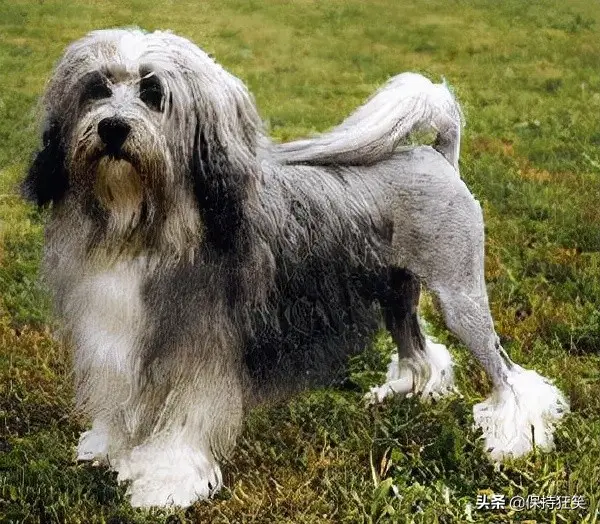 十大名狗是什么狗（世界十大贵族犬有哪些）