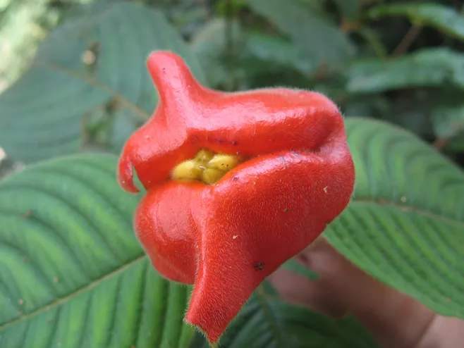 长相独特的嘴唇花，播种栽种原来都是如此简单，没料到